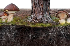 Mycoremediation có thể sẽ thay đổi cách chúng ta chống lại vấn đề ô nhiễm. (Nguồn: Linkedin)