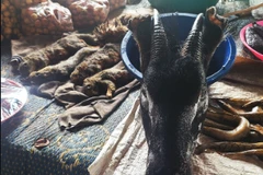  Hãi hùng nguồn bệnh từ thịt thú rừng: Ăn cả chất độc. (Nguồn ảnh: PV/Vietnam+)