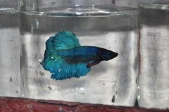 "Nghệ nhân" nuôi cá chọi Việt Nam chia sẻ về một công việc độc đáo