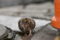 Nghiên cứu mới cho thấy chuột cũng biết tưởng tượng như người