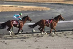 Nhật Bản: Ngựa đua về đích đầu tiên dù không có người cưỡi