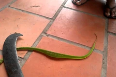 Triển khai các biện pháp hạn chế tình trạng người dân bị rắn cắn