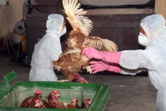 Yêu cầu cấp bách thực hiện phòng, chống cúm gia cầm