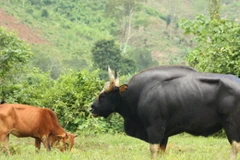 Khánh Hòa nghiên cứu lai tạo và chọn lọc bò lai bò tót