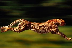 Ảnh chỉ có tính chất minh họa Nguồn: Internet