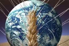 An ninh lương thực là vấn đề nhều nước quan tâm. (Ảnh: internet)