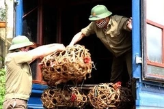 Bắt giữ gia cầm nhập lậu. (Nguồn: TTXVN).