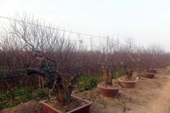 Đào Nhật Tân và thú chơi đào của người Hà Nội dịp Xuân về