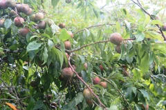 Những cây mận Tam Hoa của vùng đất Bắc Hà, Lào Cai vào mùa chín đỏ. (Hồng Ninh/Vietnam+)