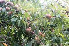 Những cây mận Tam Hoa của vùng đất Bắc Hà, Lào Cai vào mùa chín đỏ. (Hồng Ninh/Vietnam+)