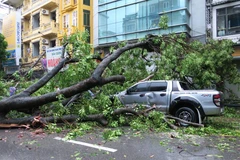 Hiện trường vụ cây xà cừ đổ “hạ gục” 2 ôtô và 4 xe máy. (Ảnh: Minh Sơn/Vietnam+)