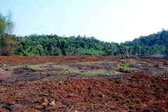 Hiện trường vụ 15ha rừng tại Công ty trách nhiệm hữu hạn Một thành viên Lâm nghiệp Quảng Sơn. (Ảnh: Mai Hưng Thịnh/Vietnam+)