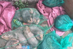 Động vật hoang dã được giấu trên xe khách bị lực lương chức năng của tỉnh Bình Dương bắt giữ. (Ảnh : Nguyễn Văn Việt/TTXVN)