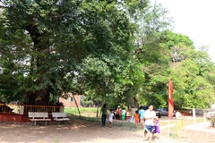 Ba cây Bằng Lăng được công nhân là Cây di sản Việt Nam. (Ảnh: Công Mạo/TTXVN)