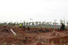 Ảnh chỉ có tính minh họa. (Ảnh: Dương Giang/TTXVN)