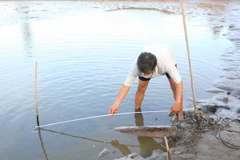 Quả bom dưới ao tôm nhà anh Ly. (Ảnh: Phúc Hậu/TTXVN)