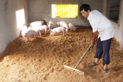 Ảnh chỉ có tính minh họa. (Ảnh: Vũ Sinh/TTXVN)