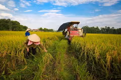 Ảnh chỉ có tính minh họa. (Ảnh: Minh Sơn/Vietnam+) 