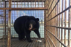 Cứu hộ cá thể gấu ngựa ở huyện Hòa Vang, thành phố Đà Nẵng. (Nguồn ảnh: VBRC)