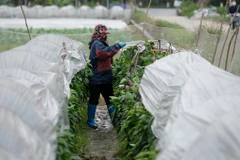 [Video] Nông dân Thủ đô cứu vãn thành quả vụ Đông-Xuân trong giá rét