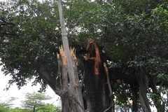 Cây cổ thụ đổ ngang đường Võ Chí Công: Nhiều lo lắng mùa mưa bão 2022