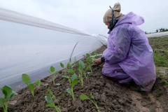 [Photo] Thời tiết giá rét, người nông dân tìm mọi cách 'cứu' hoa màu