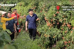 “Luồng xanh” cho nông sản: Động lực để thúc đẩy tiêu thụ vải thiều