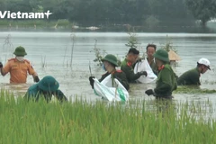 Các chiến sĩ Công an huyện Thạch Thất ngâm mình cùng bà con nông dân cứu lúa. (Ảnh: Hoàng Đạt/Vietnam+)