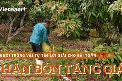 [Video] Người trồng vải tự giải bài toán giá phân bón tăng cao