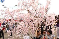Đến hẹn lại lên, lễ hội hoa anh đào Nhật Bản tổ chức vào 8/3 