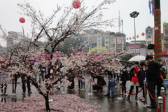 Mặc dù trời mưa nhưng Lễ hội hoa anh đào năm nay vẫn thu hút đông đảo công chúng tham gia (Ảnh: An Ngọc/Vietnam+)