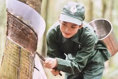 Công nhân cạo mủ cao su tại Nông trường cao su Lộc Ninh. (Ảnh: Hồng Nhung/TTXVN)