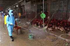 Nhân viên thú y phun hóa chất tiêu độc khử trùng tại các kiốt kinh doanh gia cầm. (Ảnh: Vũ Sinh/TTXVN) 