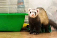 Chồn sương. (Nguồn: vetvoice.com.au) 