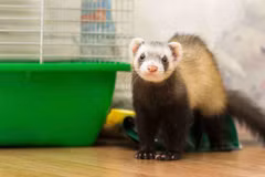 Chồn sương. (Nguồn: vetvoice.com.au) 