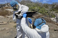 Nhân viên của Công viên Quốc gia Galapagos ở Ecuador lấy mẫu một cá thể chim để xét nghiệm cúm gia cầm ngày 18/9/2023. (Ảnh: AFP/TTXVN)