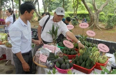Du khách chọn lựa các trái cây địa phương khi tham quan tuyến du lịch cao nguyên Vân Hòa. (Nguồn: TTXVN phát) 