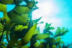 Ảnh minh họa. (Nguồn: Shutterstock) 