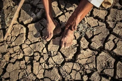 Hình ảnh về những cánh đồng khát cháy nơi 'chảo lửa' Ninh Thuận