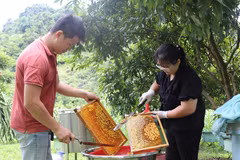 Khai thác mật ong tại Cao Bằng. (Ảnh: Chu Hiệu/TTXVN)