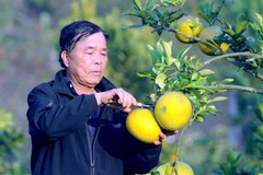 Cựu chiến binh Nguyễn Văn Dũng thu hoạch bưởi. (Ảnh: Quang Quyết/TTXVN) 