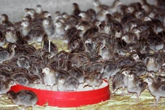 Vịt được nuôi tại trang trại ở Mionay, Pháp. (Ảnh: AFP/TTXVN)