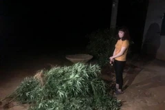 Số cây cần sa bị nhổ bỏ, thu giữ. (Nguồn: TTXVN phát) 