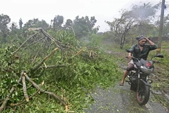 Cây cối bị quật đổ do bão Mocha tại Teknaf, Bangladesh, ngày 14/5/2023. (Ảnh: AFP/TTXVN)