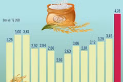 Xuất khẩu gạo đạt kỷ lục 4,78 tỷ USD trong năm 2023