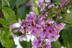 Bằng lăng được đánh giá cao vì có nhiều tác dụng trị liệu, có thể sử dụng hầu hết các thành phần của cây để bào chế dược liệu. (Nguồn: Vietnam+)