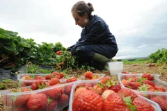 Mỗi năm nước này cần khoảng 70.000 công nhân thời vụ để thu hoạch mùa màng, trong đó 90% là đến từ nước ngoài. (Nguồn: PA) 