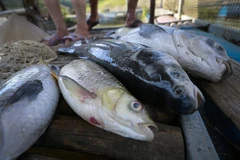 [Photo] Hòa Bình: 30 tấn cá lồng chết do sặc bùn nước sông Đà