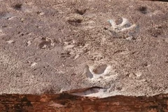 Ảnh minh họa. (Nguồn: smithsonianmag.com) 