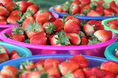 Quả dâu tây được trồng tại xã Cò Nòi, huyện Mai Sơn, tỉnh Sơn La có kích thước to, vị thơm, ngọt. (Ảnh: Hữu Quyết/TTXVN) 